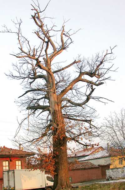 Tarihi Kestane Ağacı