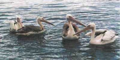 Aktaş Gölünde Pelikanlar
