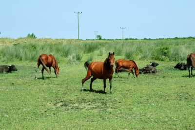 Delta'da yılkı atları (Fotoğraf: Samsun İl Kültür ve Turizm Müdürlüğü arşivi)