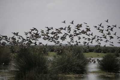 Deltada kuşlar (Fotoğraf: Samsun İl Kültür ve Turizm Müdürlüğü arşivi)