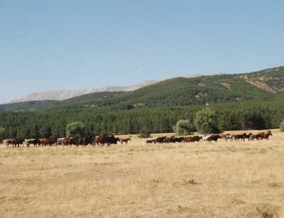 'KOCAYAYLA'Afyonkarahisar-Sandıklı - Afyonkarahisar İl Kültür ve Turizm Müdürlüğü Arşivi