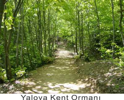 Kent Ormanı, Yalova
