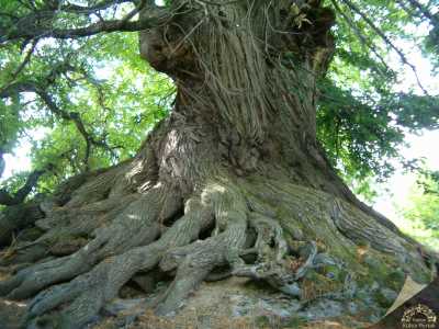 1000 Yıllık Kestane Ağaçı