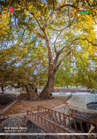Anıt Ağaç - Belenözü (Ravanda) Köyü