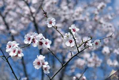 Mamak-Bahar Çiçekleri