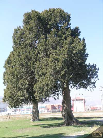 Anıt Ağaç