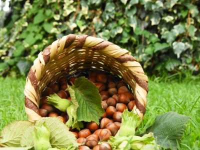 Gürgentepe Çakıldak Fındığı