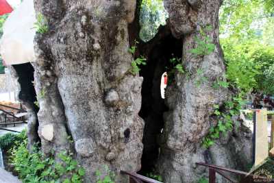 Hıdırbey Musa Ağacı
